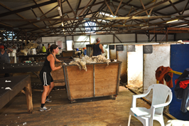 Cooinbil Shearing 038935  © Claire Parks Photography